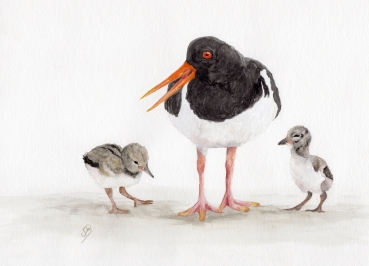 Postkarte DIN-A5 Aquarell Kunst Druck Kunstdruck Vogel Austernfischer Nordsee Austernfischerkücken Kücken